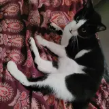 Adopta a Catman