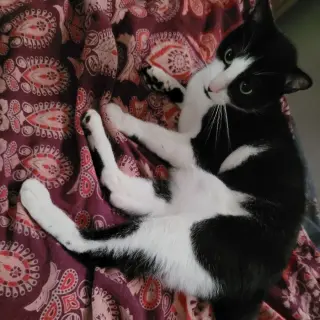 Catman