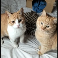 Adopta a Curry Y Alvin An