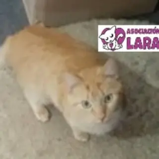 Brian