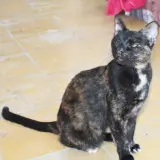 Adopta a Pepa
