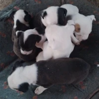 Adopta a Cachorros