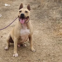 Adopta a Kratos