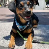 Adopta a Noah
