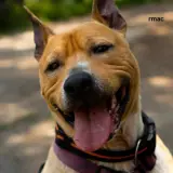 Adopta a Aivar