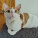 Adopta a Vainilla
