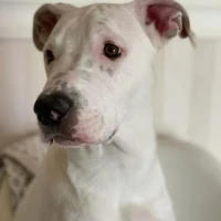 Adopta a Zeus