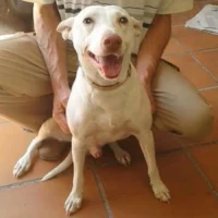 Adopta a Albin