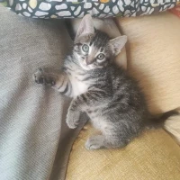 Adopta a Tino