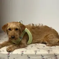 Adopta a Pupi