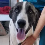 Adopta a Donete