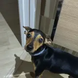 Adopta a Gordo