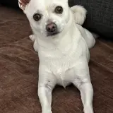 Adopta a Coco