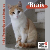 Adopta a Brais