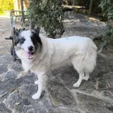 Adopta a Levi
