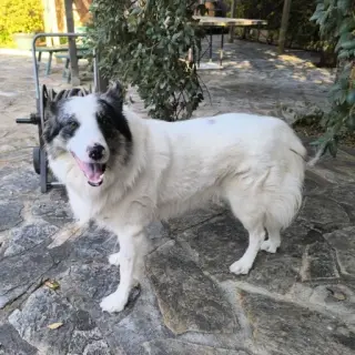 Levi