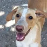 Adopta a Calipo