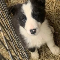 Adopta a Border Collies