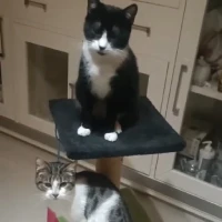 Adopta a Toby Y Pirata