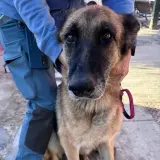 Adopta a Sissí