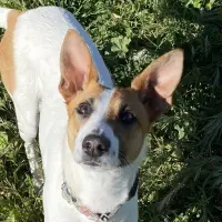 Adopta a Kira