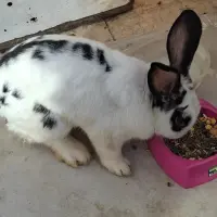 Adopta a Rabbits