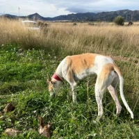 Adopta a Maca