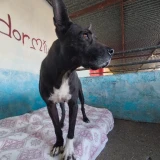 Adopta a Lobo