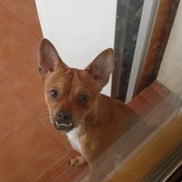 Adopta a Canelo