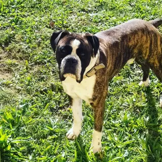Duke
