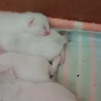Adopta a Gatitos