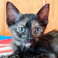 Adopta a Ambar
