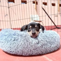 Adopta a Peggie