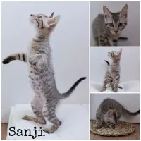 Adopta a Sanji