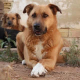 Adopta a Gold