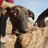 Adopta a Abbú