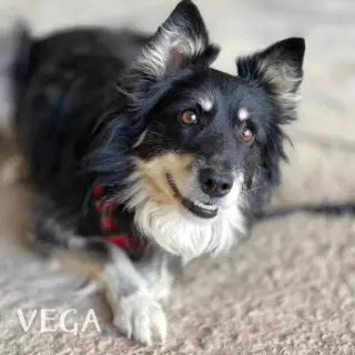 Vega