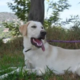 Adopta a Anouk