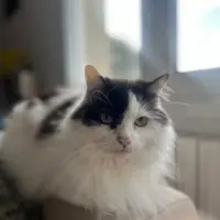 Adopta a Kiwi