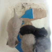 Adopta a Milinda