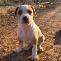 Adopta a Blondie