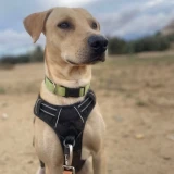 Adopta a Odín