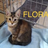 Adopta a Flora