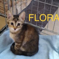 Adopta a Flora