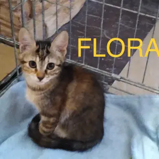Flora