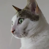 Adopta a Neula Y Oreo