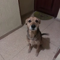 Adopta a Coco