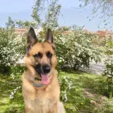 Adopta a Kira