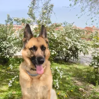 Kira
