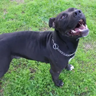 Panther